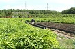 Năm 2014, người làm stum cây cao su giống ở huyện Chơn Thành tiếp tục gặp khó khăn. 